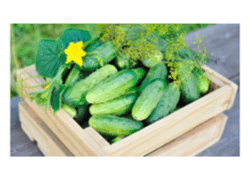 0601nb0e-e954-250x175.png