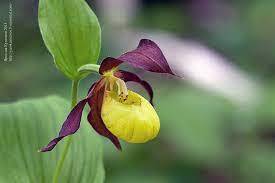 Венерин башмачок (Cypripedium calceolus) , зозулині черевички: yarokuznetsov — LiveJournal