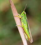 0601nh50-b659-131x144.jpg