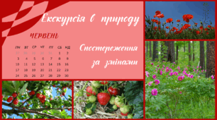 Екскурсія в природу. ЧЕРВЕНЬ. Спостереження за змінами в довкіллі