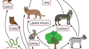 Тест "Харчові зв'язки. Потоки енергії в екосистемах. Продуктивність екосистем"
