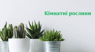 Кімнатні рослини