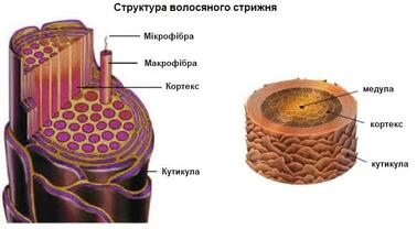 Структура волосяного стрижня (медула, кортекс, кутикула)