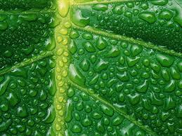 0601o6a6-ca1b-277x207.jpg