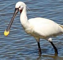 ᐈ Косар звичайний, або ковпиця звичайна (Platalea ...