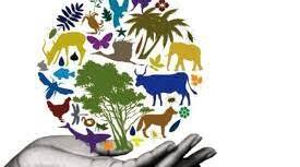 Чому важливо зберігати різноманіття організмів.