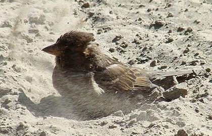 0601owcc-d51c-420x269.jpg