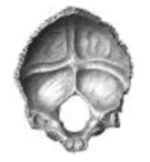 0601ox6h-ae66-135x146.png