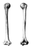 0601ox76-0c99-109x159.png