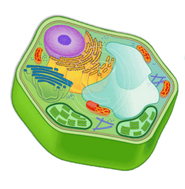 0601p7o4-c822-611x623.png