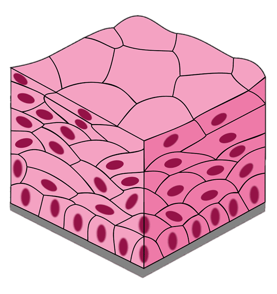 0601p8h8-a9b9-562x597.png