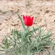 closeup red tulip (Tulipa gesneriana, Tulipa suaveolens, Tulipa schrenkii) in desert near mount Bogdo. soft focus, shallow DOF.