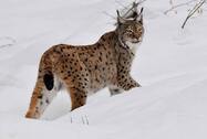 Lynx – Wild Republic