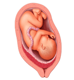 0601ptnp-be51-253x271.png