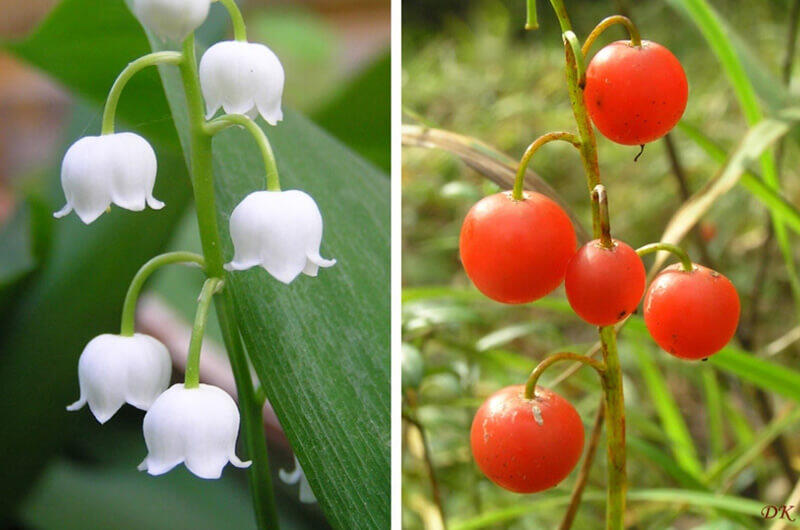 Конвалія звичайна (Convallaria majalis) — фото та опис рослини 🌿