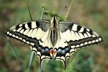 Махаон (Papilio machaon) - Picture Insect