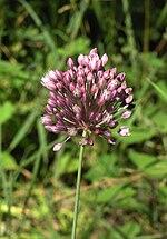 0601q6pz-5756-150x215.jpg