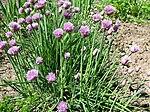 0601q6qd-8b23-150x112.jpg