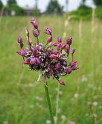 0601q6qt-958e-150x181.jpg