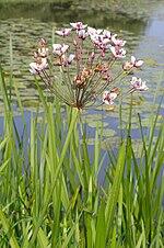 0601q72d-5884-150x226.jpg