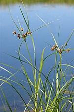 0601q734-3274-150x226.jpg