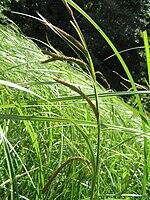 0601q73p-1774-150x200.jpg