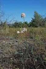 0601q76r-1d10-150x224.jpg