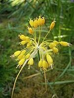 0601q77g-6a00-150x200.jpg
