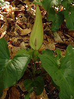 0601q7df-a8cf-150x200.jpg