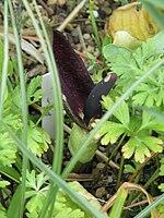 0601q7dx-7a77-150x200.jpg