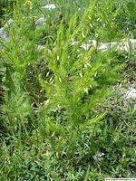 0601q7ei-2d42-150x200.jpg