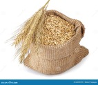 Grano in Sacco Della Tela Da Imballaggio Su Fondo Bianco Immagine Stock ...