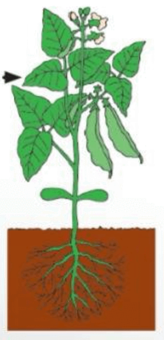 0601qdf1-8b8d-634x1317.png
