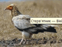 0601qdw9-f194-127x97.png