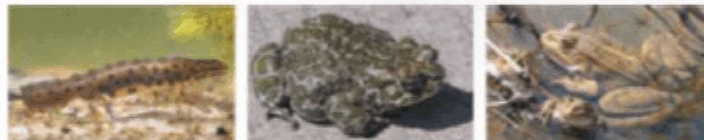 0601qfcr-4219-704x140.png