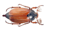 0601qh47-4c6e-227x114.png