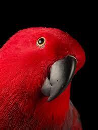 Parrots, Popular Pet Birds, Threatened by Illegal Trade