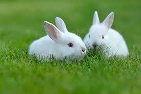 Download Two White Rabbits Wallpaper | Wallpapers.com