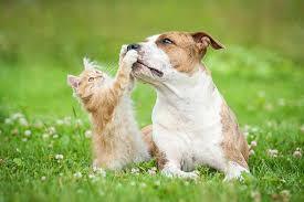 Dog Breeds that Get Along with Cats