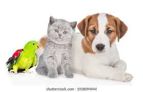 Cat Dog Snake Parrot Together Isolated Stock Photo 1930278761 | Shutterstock
