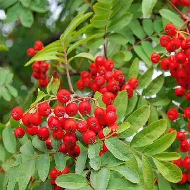 0601r0td-4441-390x390.webp