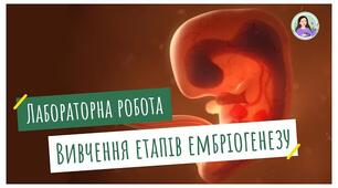 Лабораторне дослідження Вивчення етапів ембрігенезу.