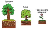 Я досліджую дерева, кущі, трав'янисті рослини