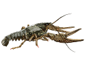 0601rxij-4429-124x106.png