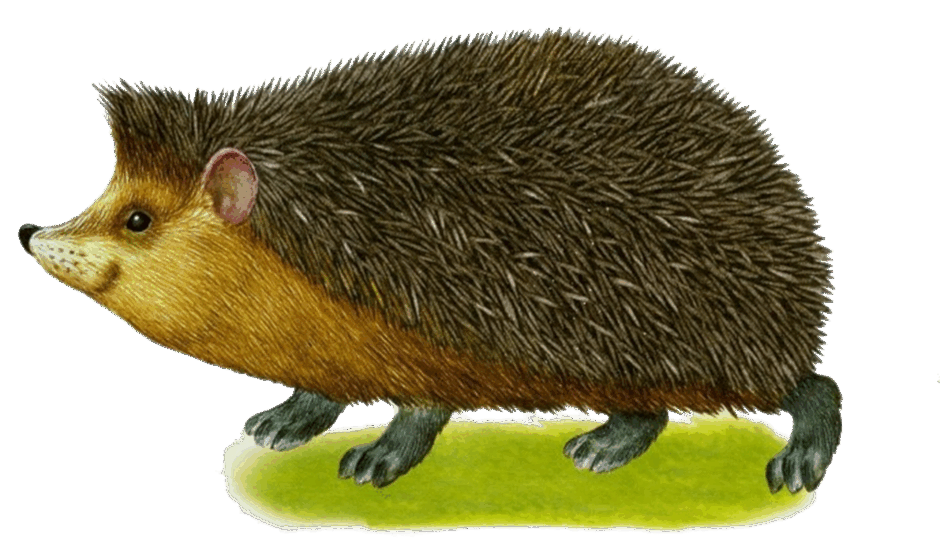 Ежик рисунок. Ежик фото. Ежик. Ежик мультяшный. Ежик на белом фоне.