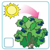 0601sqch-eb6e-174x174.png