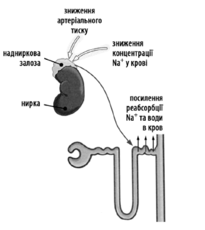 0601sqt4-25b2-419x468.png