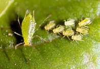0601t9hi-c811-196x135.jpg