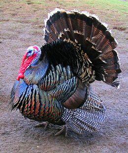 0601tjy9-70e6-260x310.jpg