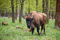 0601tjya-5acd-250x167.jpg